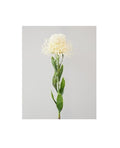 White/Cream Protea 65cm