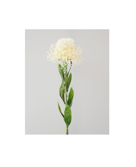 White/Cream Protea 65cm