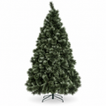Australian Blue Blossom Pine 2.4m Tree