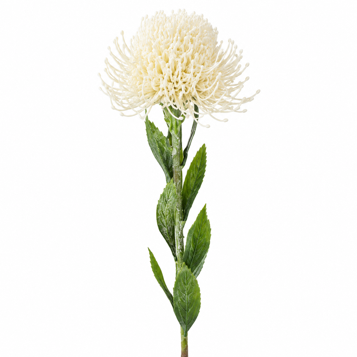 White/Cream Protea 65cm