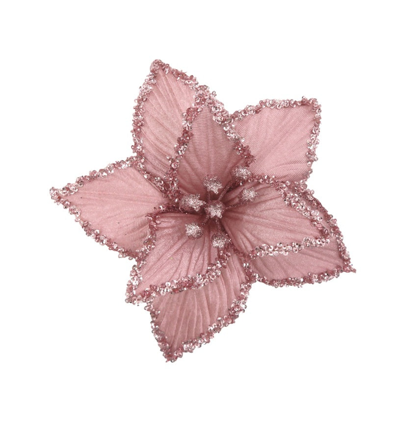 Musk Poinsettia with Glitter Edge 21cm
